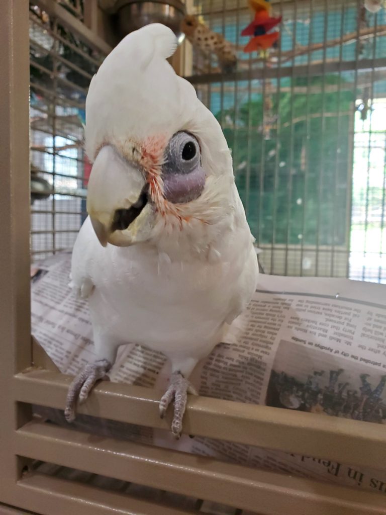 bare eyed cockatoo personality