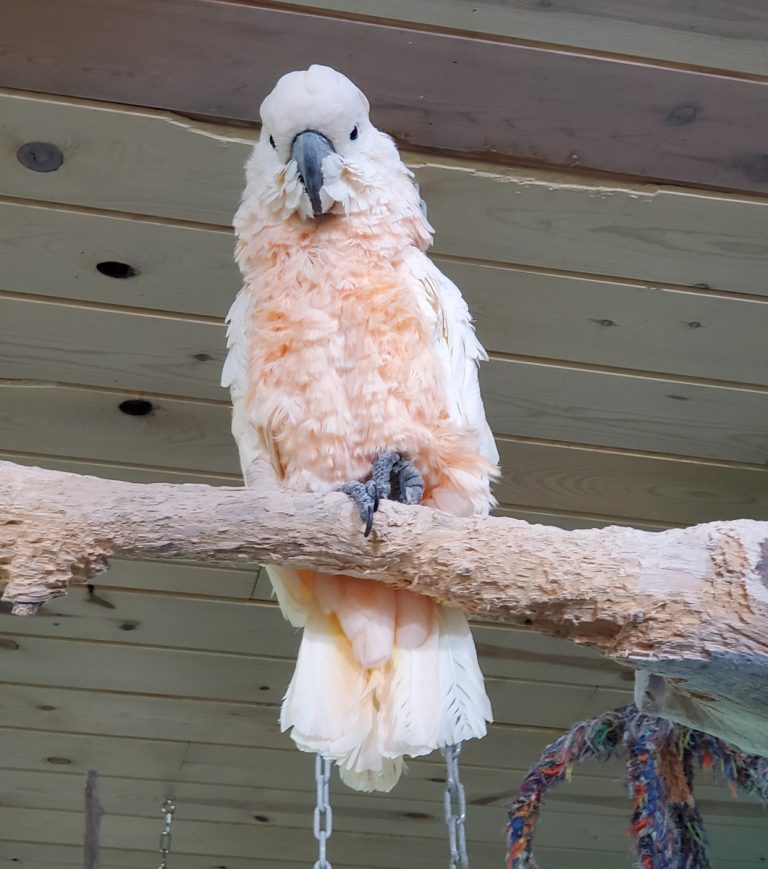 moluccan cockatoo for adoption near me moluccan cockatoo for adoption near me