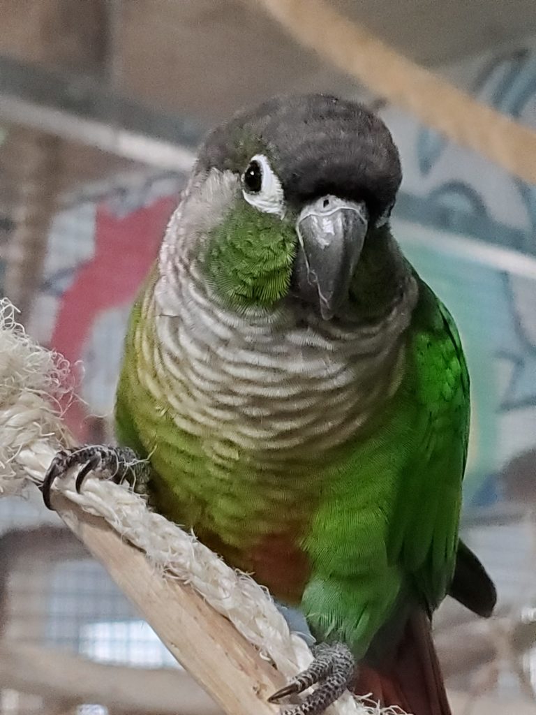 Baby - Green Cheek Conure - Exotic Avian Sanctuary of Tennessee