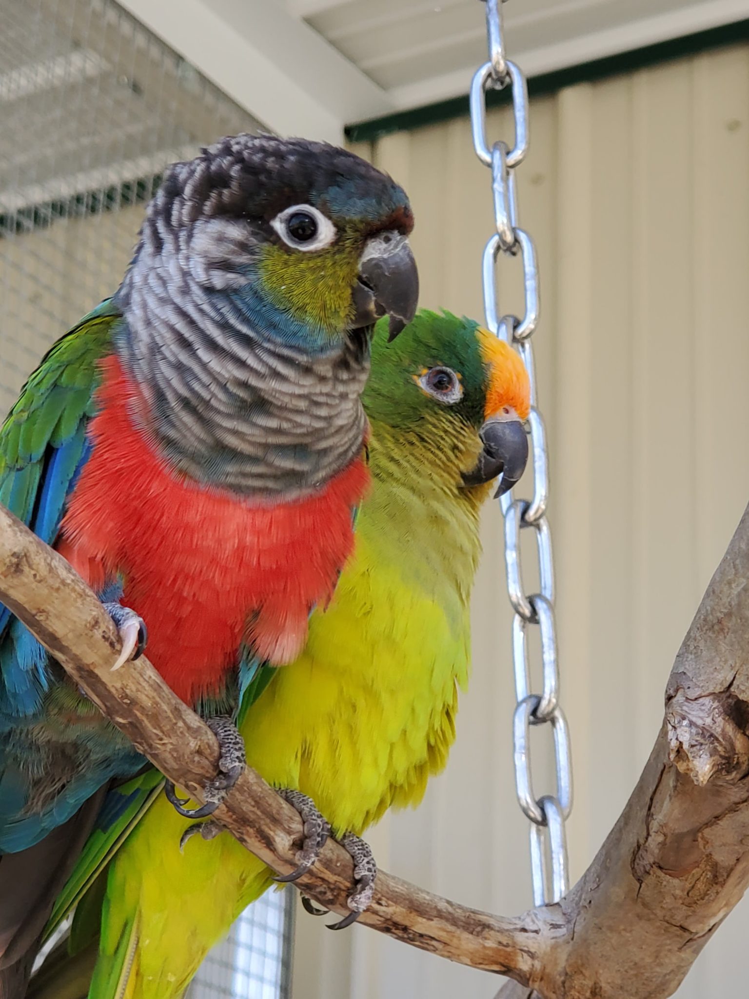 Millie - Crimson Bellied Conure - Exotic Avian Sanctuary of Tennessee