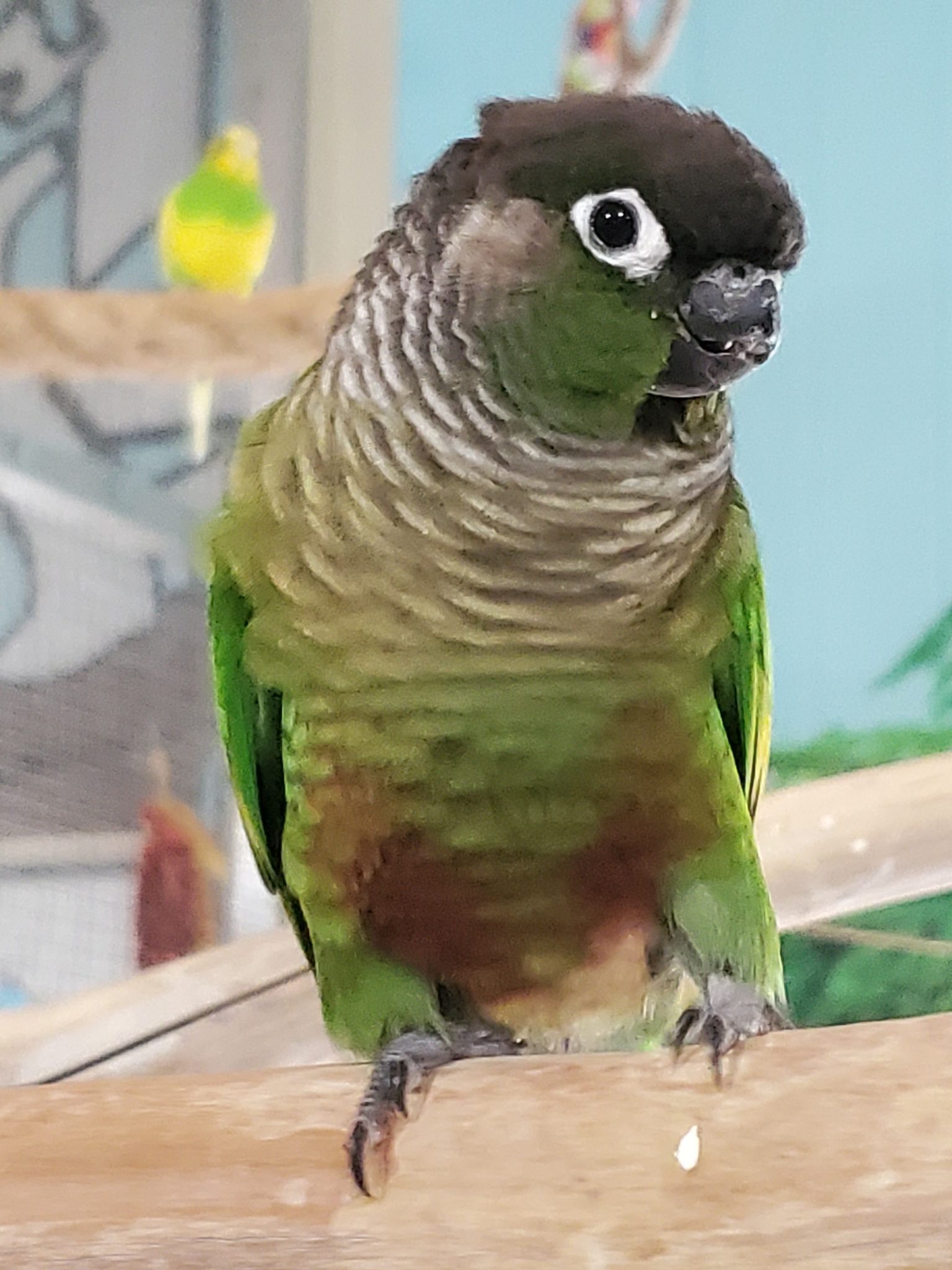 Beakers - Green Cheek Conure - Exotic Avian Sanctuary of Tennessee