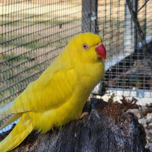 Sunshine - Female Indian Ringneck