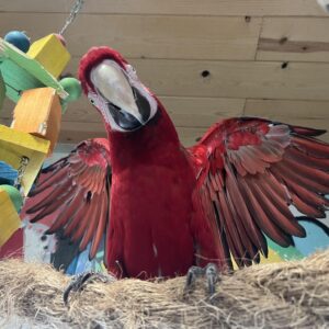 Wingnut - Green Wing Macaw