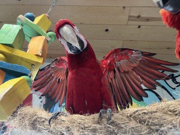 Wingnut - Green Wing Macaw