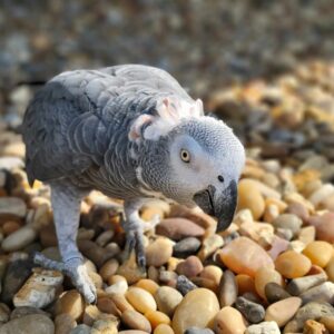 Coco - Congo African Grey