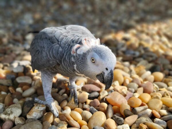 Coco - Congo African Grey