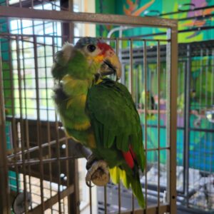 Nyah - Red Lored Amazon