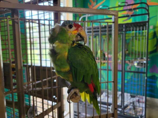 Nyah - Red Lored Amazon