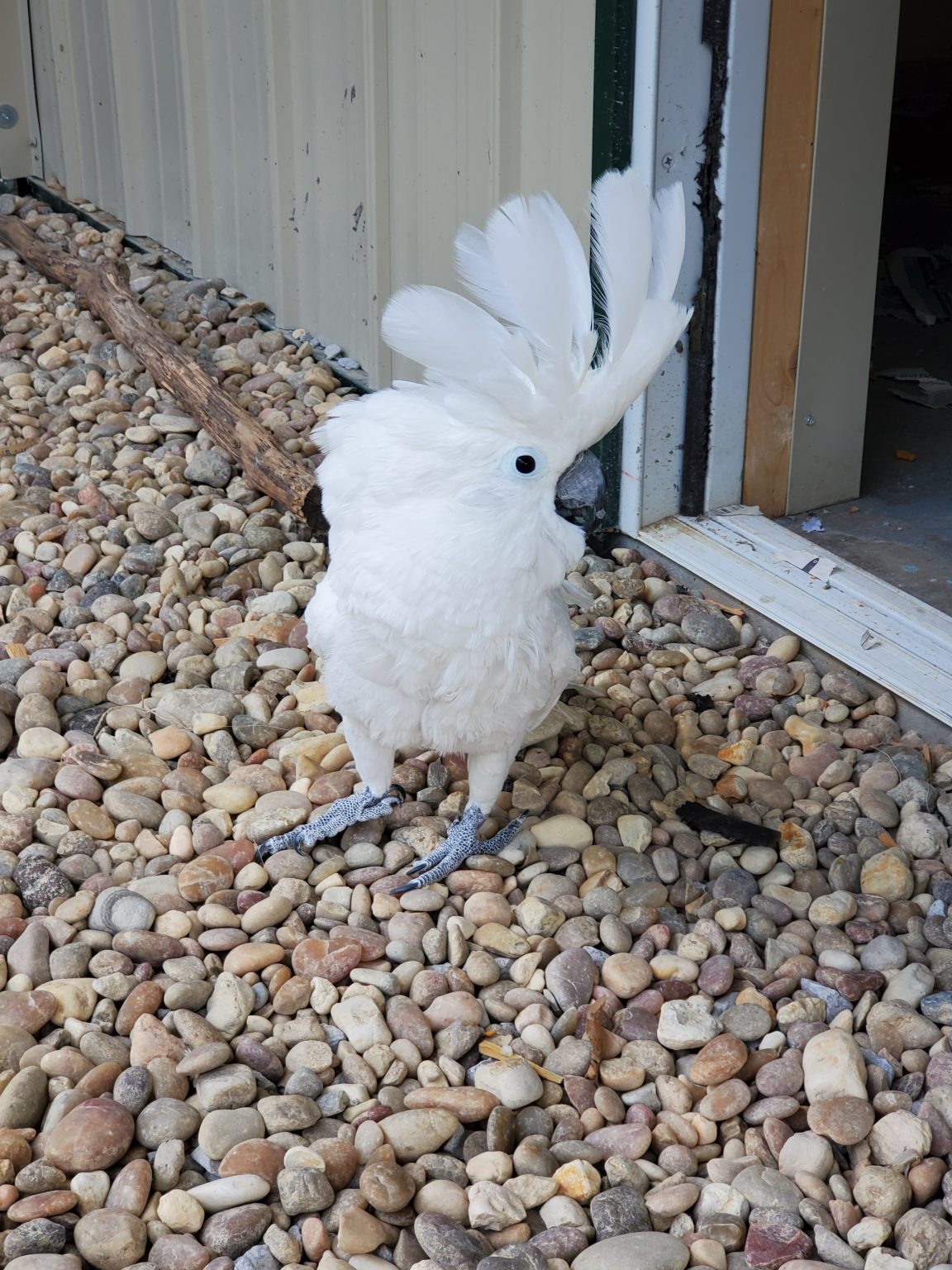 Bit Bit Male Umbrella Cockatoo Exotic Avian Sanctuary of Tennessee