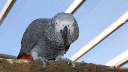 Surrender - Exotic Avian Sanctuary Of Tennessee